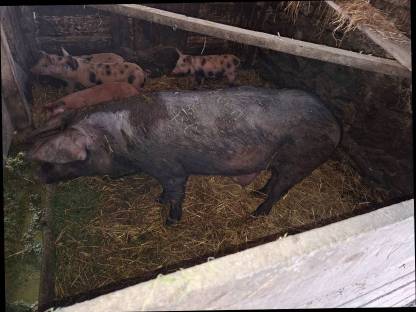 Bild 2:Muttersau Duroc x Pietrain