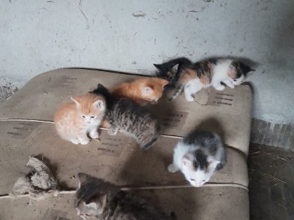 Bild 3:Europäische Kurzhaarkatzen aus registrierter Zucht