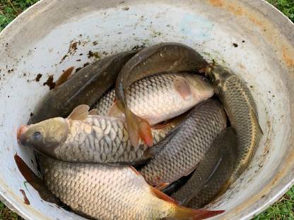 Bild 2:Karpfen und Rasbora