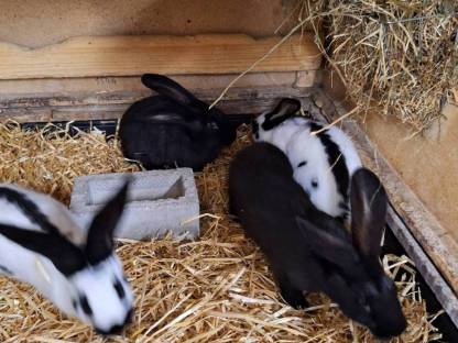 Bild 8:Deutsche Riesenschecken