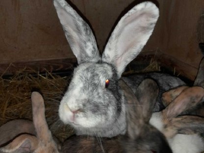 Bild 4:Jungtiere, Häsinnen, Rammler