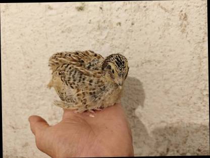 Bild 2:Wachteln, Wachtelküken, Bruteier, Speiseeier