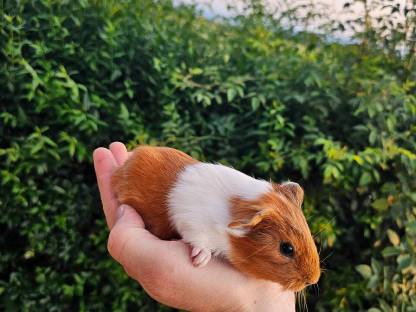 Bild 4:Meerschweinchen