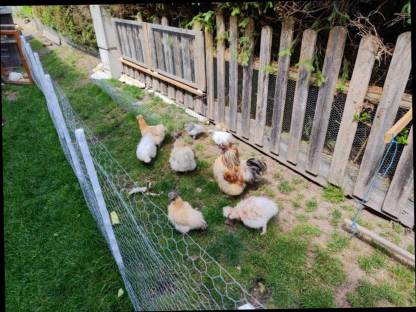 Bild 2:Vergebe Zwergseidenhühner vom Frühjahr