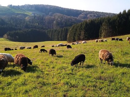 Waldschafe (Herdebuch) zu verkaufen