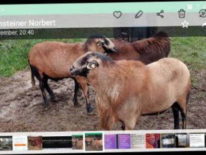 Black Belly Bock, handzahm, sehr zutraulich