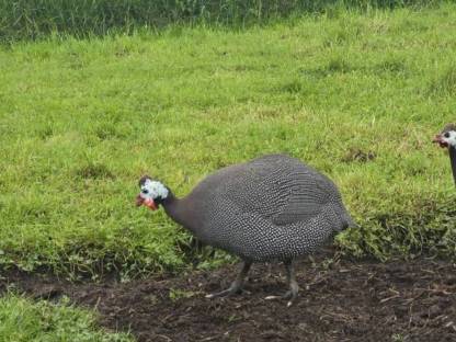 Bild 2:Perlhühner Bruteier