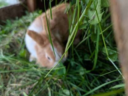 Bild 4:Löwenkopf Zwergkaninchen - Rammler