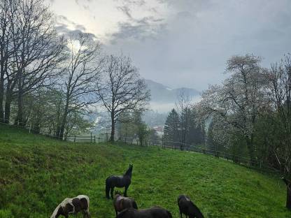 Bild 4:Sommerweide Platz