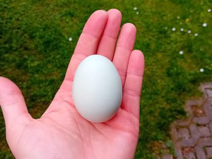 Bild 2:Bruteier - Lavender Araucaner, Seidenhühner, Blumenhühner