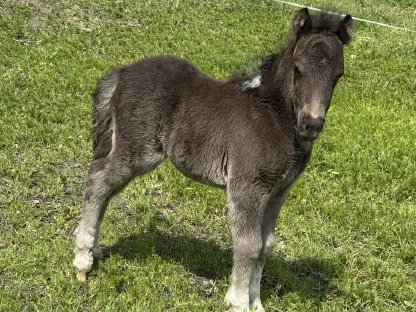 Shetty Hengstfohlen
