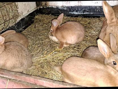 Hasen,Kaninchen