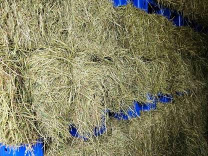 Bild 2:Heuballen Kleinballen Belüftungsheu