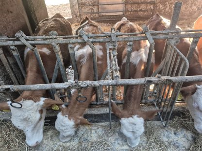 Verkaufe Fleckvieh Bio Bullenfresser
