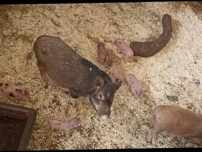 Micro Schweinchen ab August abzugeben