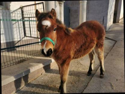 Bild 5:Pony Wallachfohlen zu verkaufen, geb. 7. Juli 24