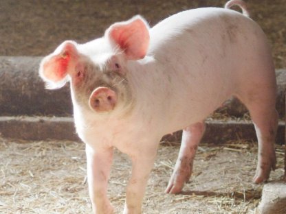 Suche Bio-Ferkel