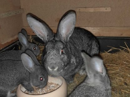 Bild 5:Jungtiere, Häsinnen, Rammler