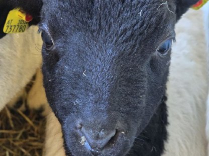 Bild 6:Verkaufe reinrassiges Dorperlamm