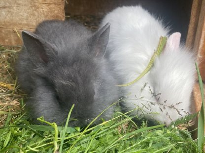 Zwergkaninchen suchen ein Zuhause