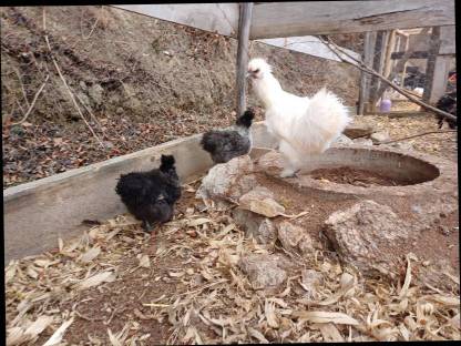 Bild 4:Weißer Hahn zu verschenken, Zwergseidenhühner, Zwergpaduaner