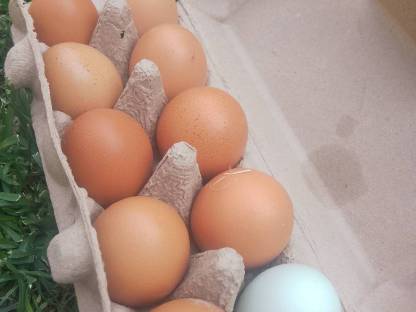 Bild 2:Frische Eier aus Freilandhaltung