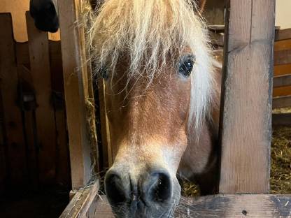 Pony Wallach