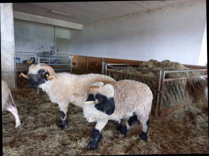 Bild 8:Walliser Schwarznasenschafe