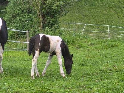 Bild 3:Scheck Hengstfohlen
