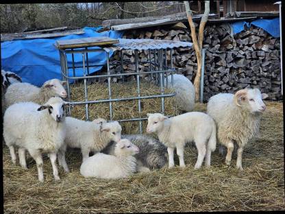 Bild 3:Lämmer weiblich und männlich