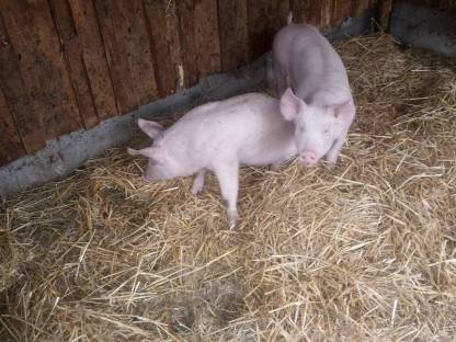 Stroh Schwein