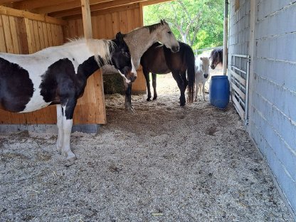 Bild 3:Einstellplatz (Offenstall)