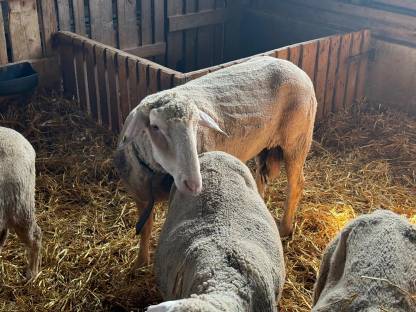 Bild 4:Schafbock Merino