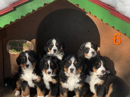 Bild 5:Reinrassige Berner Sennen Welpen