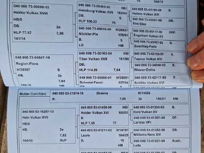 Bild 6:Noriker Wallach Hektor Vulkan