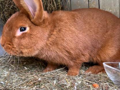 Roter Neuseeländer Hase