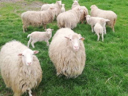 Hornlose Heidschnucken zu verkaufen