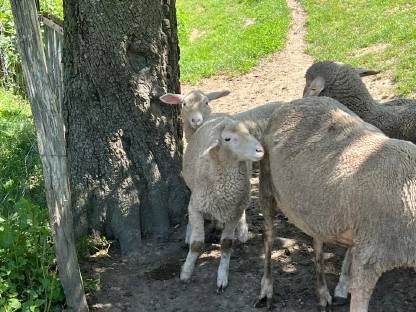 Bild 3:Reinrassige Merinojungschafe