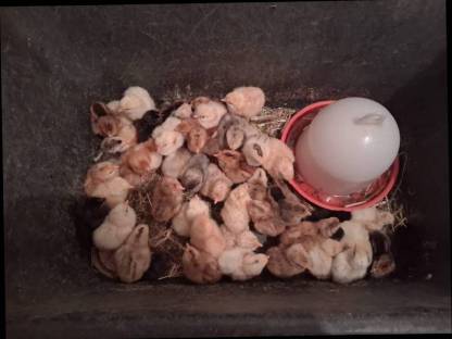 Bild 3:Grünlegerküken