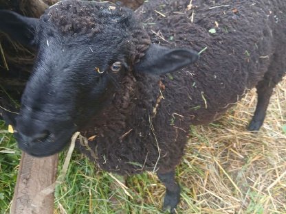 1x Jura Bock abzugeben