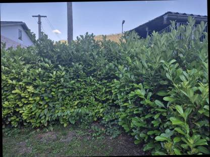 Bild 3:Kirschlorbeer Pflanzen