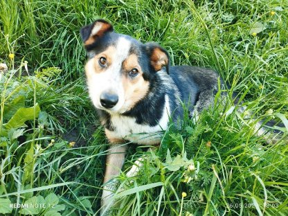 Border Collie