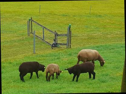 Bild 2:1 Jura Schaf weiblich