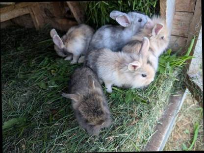 Bild 7:Zwergkaninchen laufend zu verkaufen