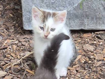 Katzenbabys
