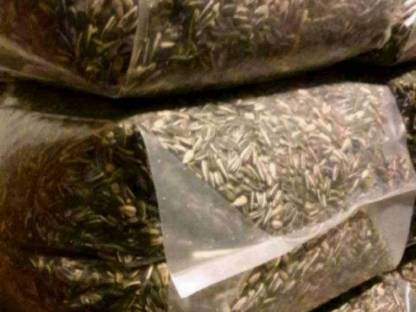 Bild 2:Sonnenblumenkerne Vogelfutter