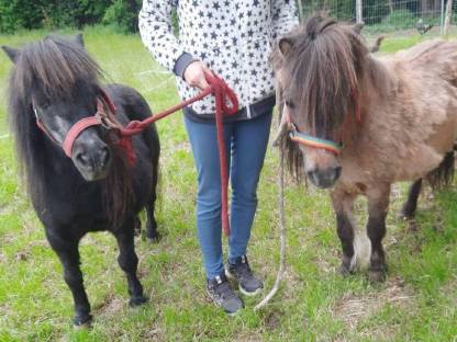 2 Pony-Stuten suchen ein Zuhause