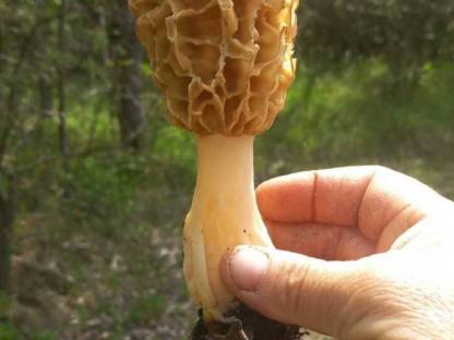 Bild 3:Frische Morcheln (Morchella esculenta) aus Rumänien – Premiu