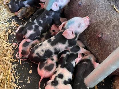 Berkshire x Pietrain Ferkel