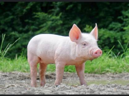 Ferkel